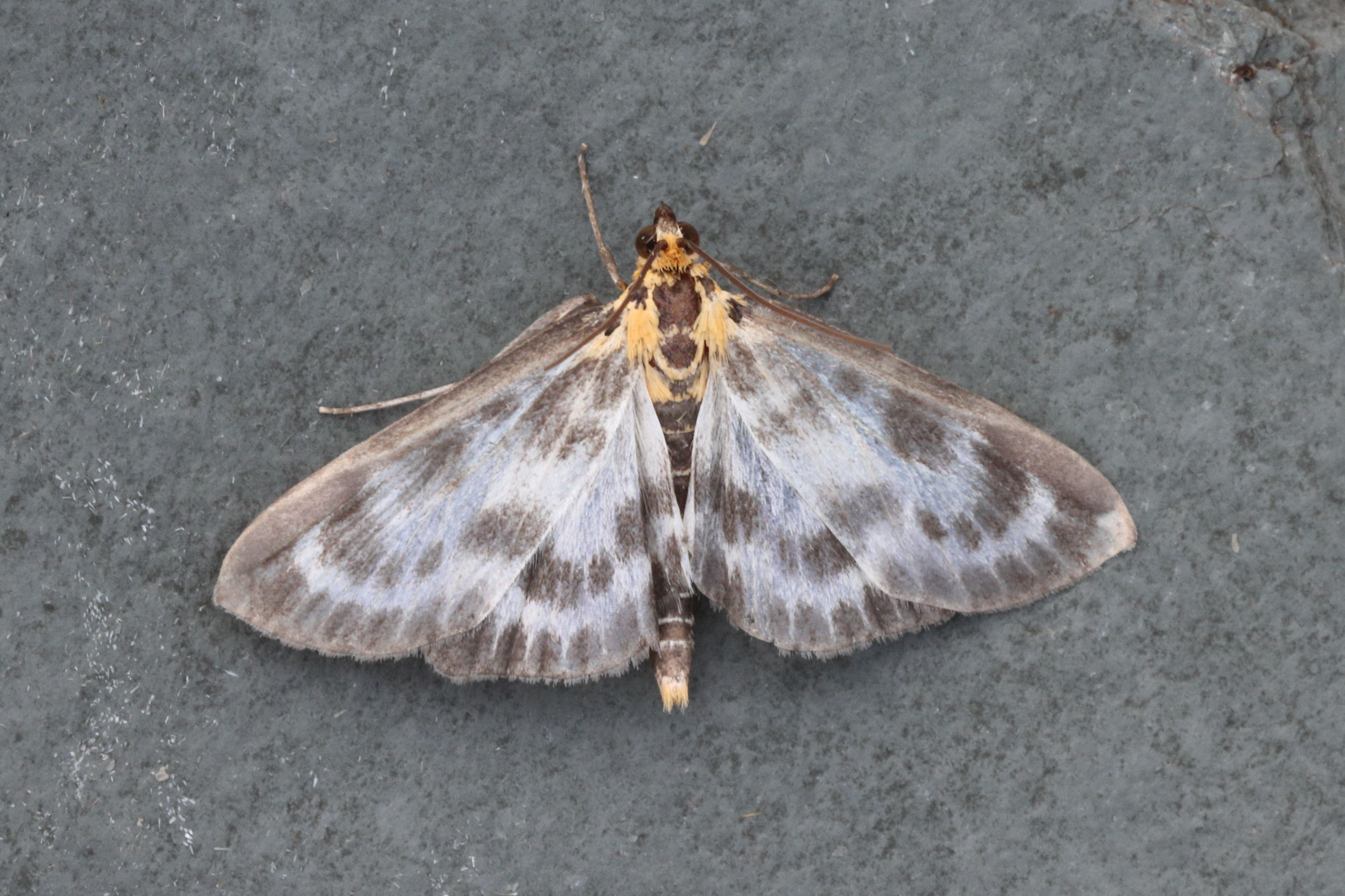 Photo of Small Magpie (Anania hortulata)